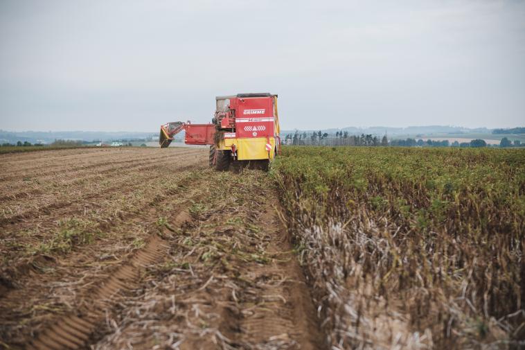 Sklizeň snad nejoblíbenější české přílohy. Brambor bude ale letos méně. Foto: Martin Indruch