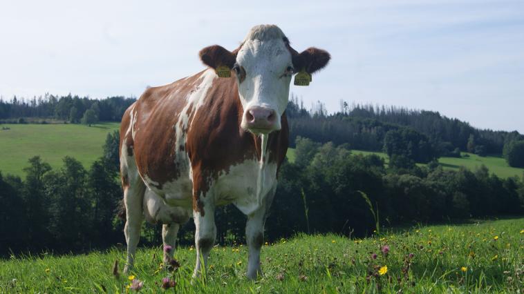 Na pastvu se v ekologickém chovu dostávají i dojnice.
