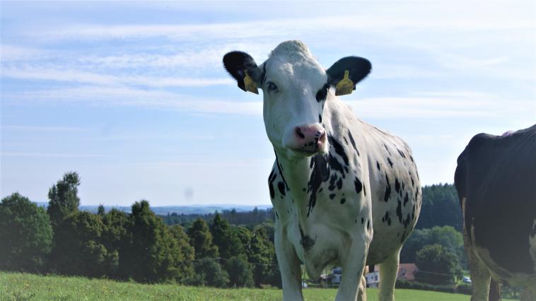 Krávy z ekologického chovu tráví většinu času na pastvě.