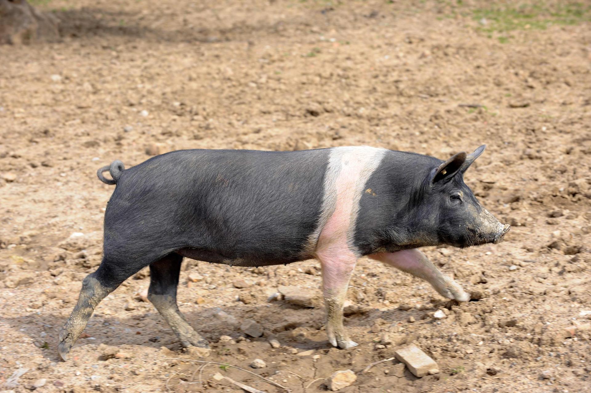 přeštík