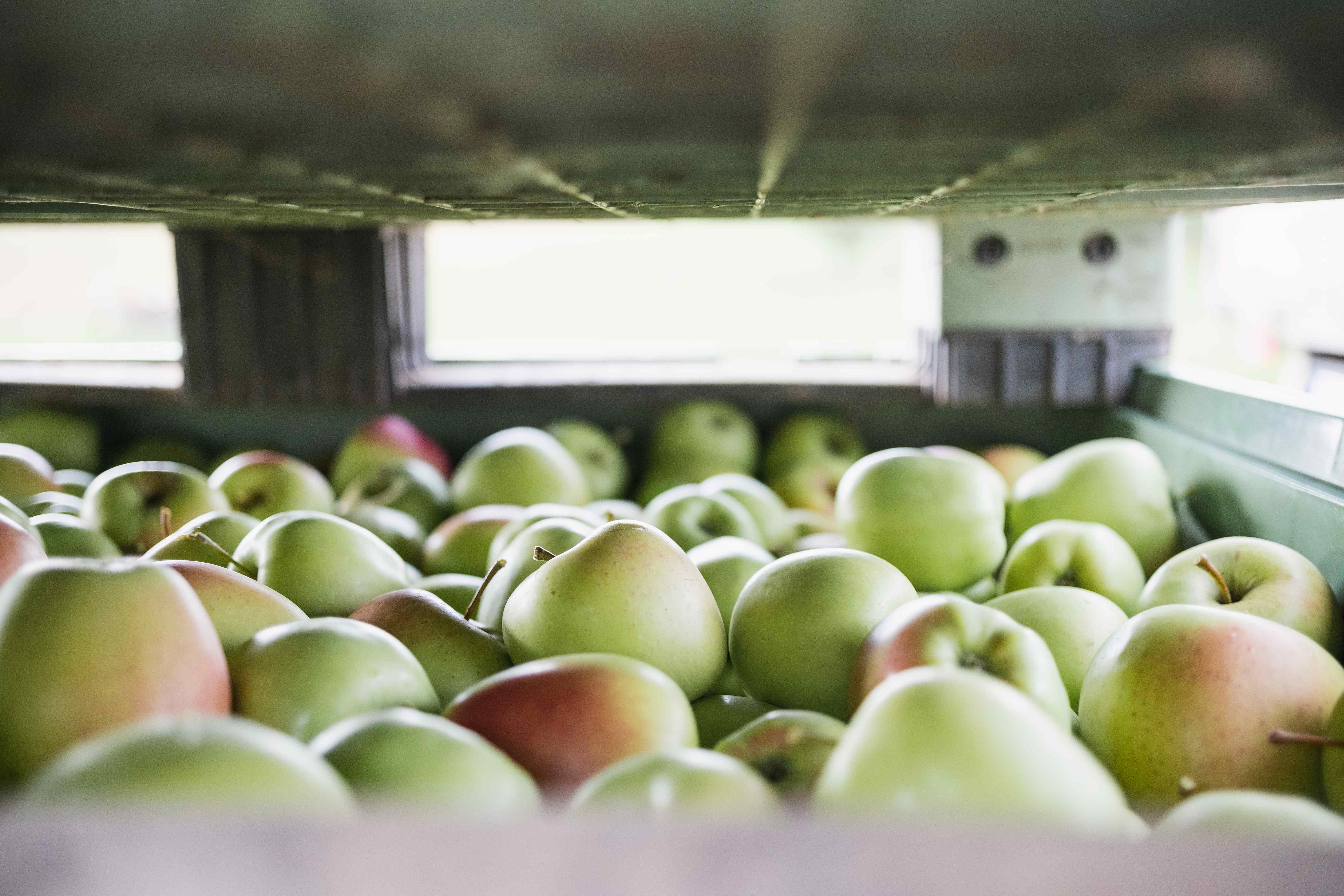 zimní skladování jablek